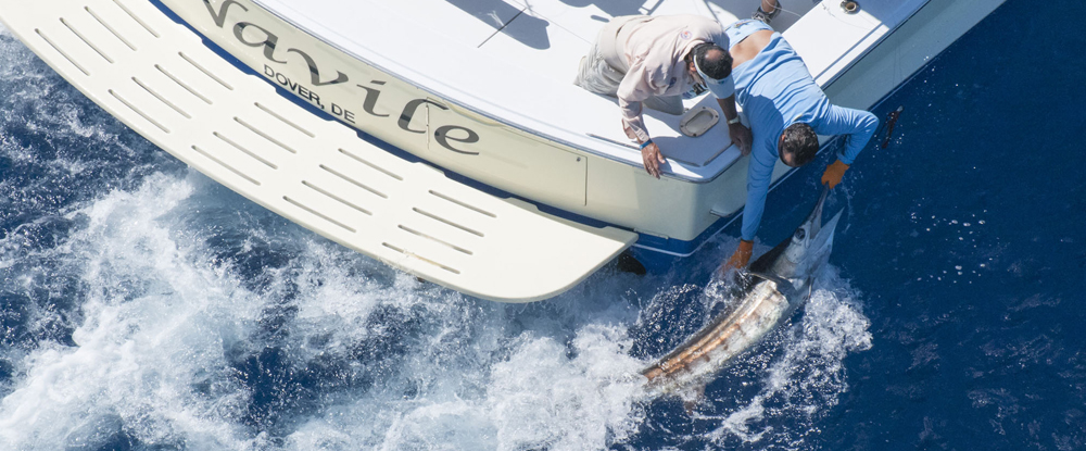 60th international billfish results